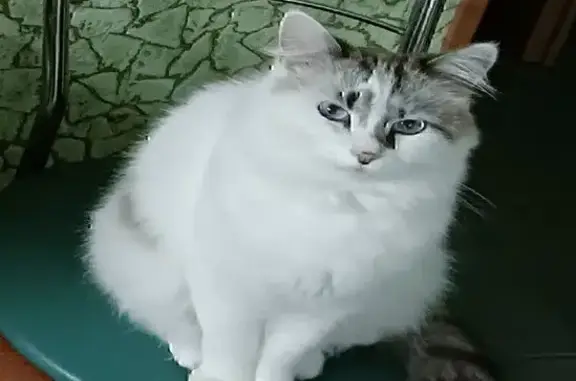 Пропала кошка, Тухачевского 31, Луганск