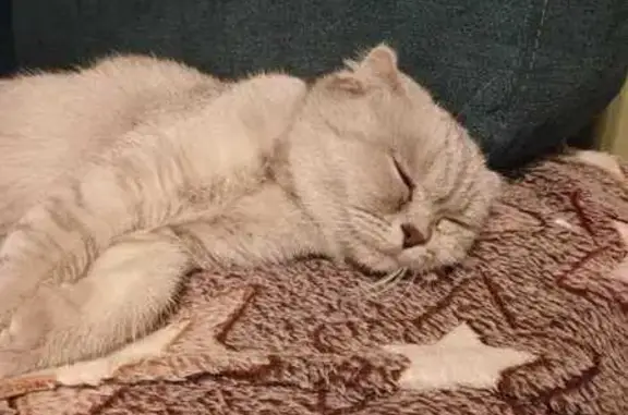 Найдена кошка, Санкт-Петербург, фото: Кошка найдена на пр. Стачек, СПб