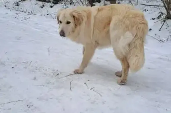 Найдена собака, Московская область, фото: Собака найдена: д. Толстяково, Солнечногорск
