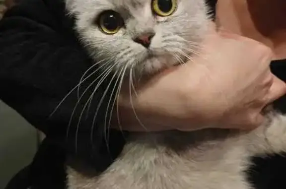 Найдена кошка, Санкт-Петербург, фото: Кошка найдена: пр. Стачек, Санкт-Петербург