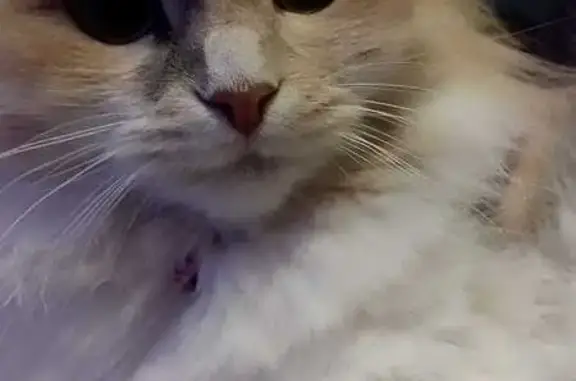 Кошки потеряшки, Тамбов, фото: Потеряшка кошка, Трудовая ул., Тамбов