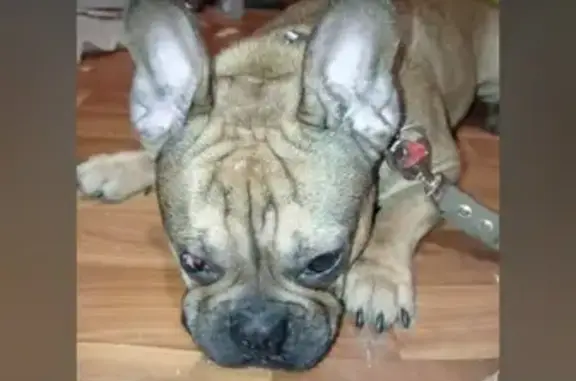 Найденные животные Липецк, фото: Найдена собака, Советская ул., Липецк