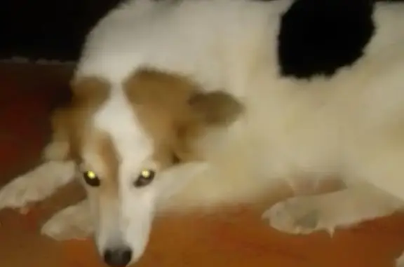 Собаки потеряшки, Тотемский муниципальный округ, фото: Потеряшка трехцветная собака в Вологде