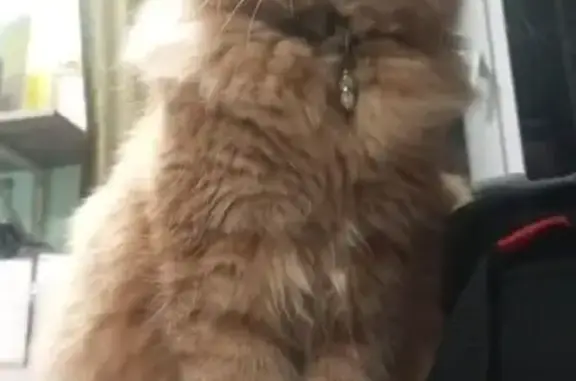 Кошки потеряшки, Краснодар, фото: Потеряшка кошка, Керченская ул. 37, Краснодар