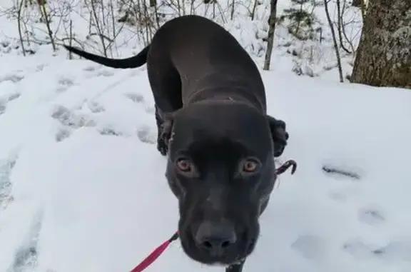 Найдена собака, Лычёвская волость, фото: Собака найдена: Лычёвская волость, 58К-032