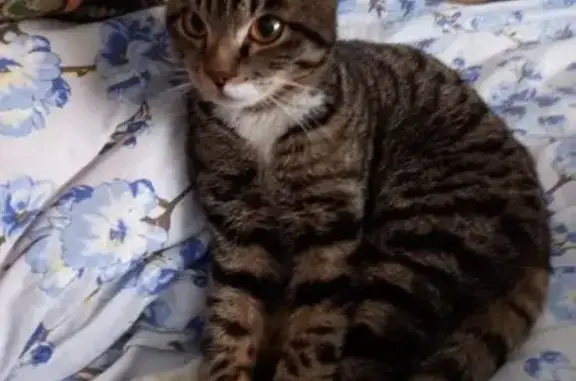 Найдена кошка, Благовещенск, фото: Котенок найден: Комсомольская, 8, Благовещенск