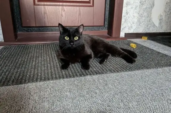 Кошка найдена на ул. Марии Ульяновой, Курган