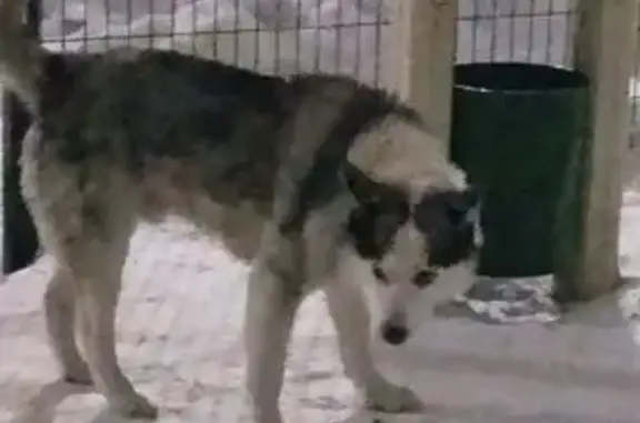 Собака найдена: Лесная ул., Кощаково