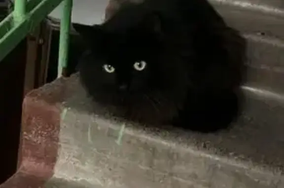 Найденные животные Казань, фото: Казань: найден котик на ул. Серова