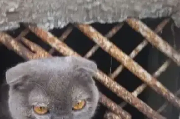 Кошка найдена на ул. Шмулевича, Владикавказ