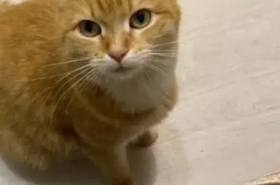 Кошки потеряшки, Сафоново, фото: Потеряшка рыжая кошка, 2-я Заводская, 19