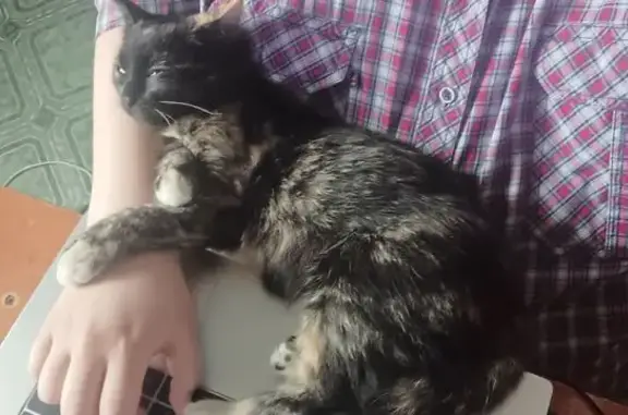 Кошки потеряшки, городской округ Ялуторовск, фото: Потеряшка кошка, Хохловская ул. 27, Ялут.