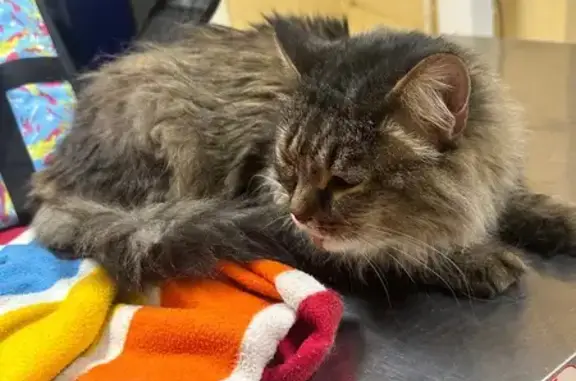 Найдена кошка, Томск, фото: Кошка найдена: Картасный пер., 17, Томск