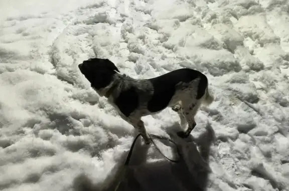 Найдена собака, Великий Новгород, фото: Собака найдена: Деревяницкий пер., Вел. Новгород