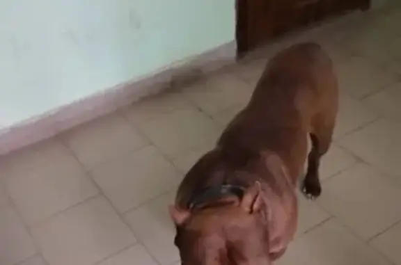 Найдена собака, Краснодар, фото: Собака найдена: Апрельская ул, 5, Краснодар