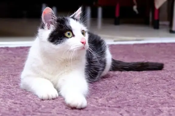 Котенок найден, ул. Руднева, 52, Хабаровск