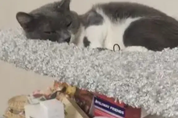 Кошки потеряшки, Москва, фото: Потеряшка кошка, Московский, Москва