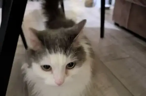 Найденные животные Великий Новгород, фото: Кошка найдена на Каберова-Власьевской ул.