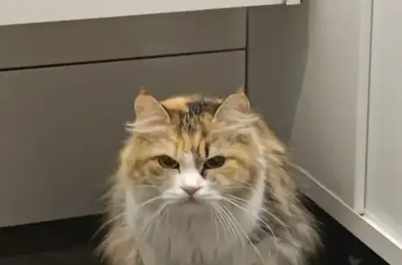 Кошка найдена на Заозёрной, 3, нуждается в помощи