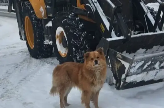 Найдена собака, Пензенская область, фото: Собака найдена у родника на трассе Пенза-Шемышейка