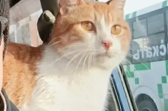 Найдена кошка, , фото: Кошка найдена на Новотроицком шоссе, 5 км
