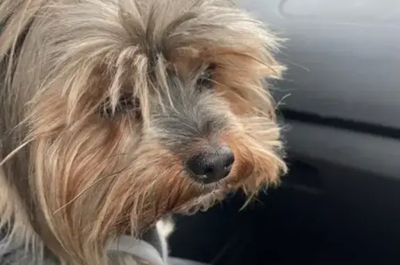 Найденные животные Москва, фото: Собака найдена: Чертановская ул., Москва