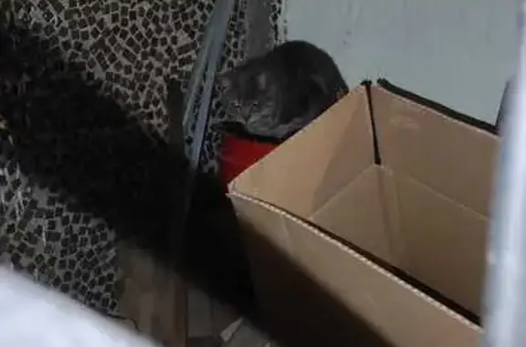 Найдена кошка, Сыктывкар, фото: Кошка у подъезда, Тентюковская 129, Сыктывкар