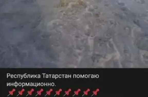 Собака найдена: Биектауское, Татарстан