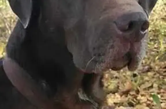 Собаки потеряшки, , фото: Потеряшка собака на ул. Невского, 34, Тверь