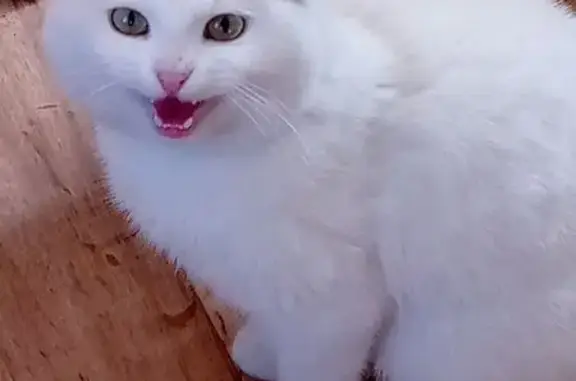 Кошка найдена: Черняховского, 3, Заводоуковск