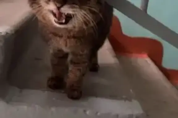 Кошка найдена: пр. Победы, 37А, Копейск