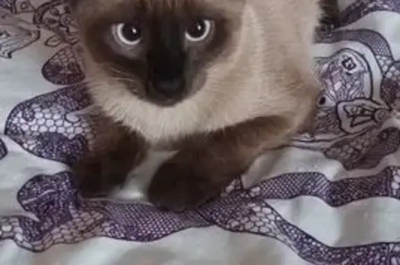 Потерянные животные Чебоксары, фото: Пропала кошка на Хевешской 1 к1, Чебоксары