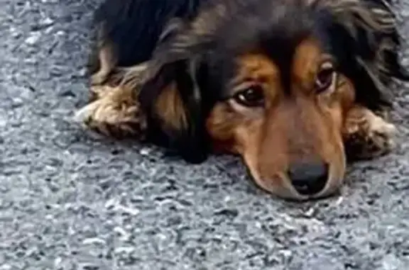 Пропала собака, Тюменская обл. - photo