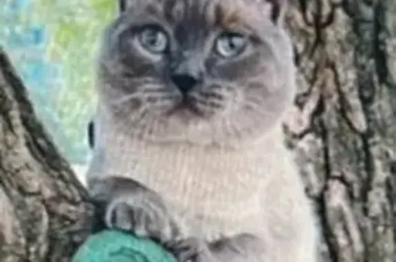 Кошки потеряшки, Колпино, фото: Потеряшка кошка, б-р Трудящихся 2, Колпино