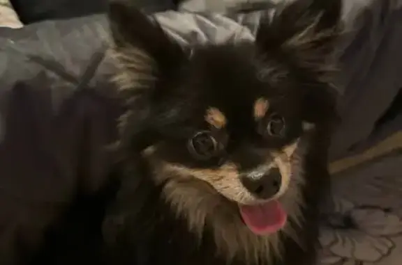 Найденные животные Москва, фото: Найдена собака на Профсоюзной улице, Москва