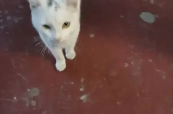 Кошка найдена в Ишеевке на Новокомбинатовской
