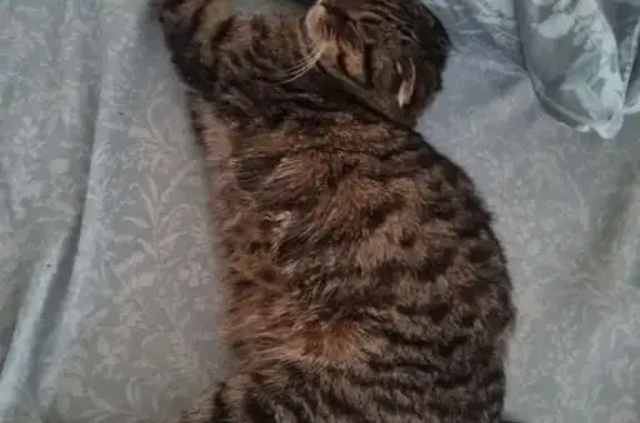 Кошки потеряшки, Таганрог, фото: Потеряшка кошка: 3-я линия, 132, Таганрог