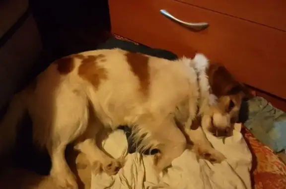 Собаки потеряшки, Бор, фото: Потеряшка собака, Вокзальная ул. 1, Бор