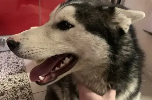 Найдена хаски, Яблоневая ул., МО