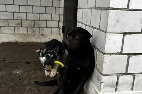 Собаки потеряшки, Елец, фото: Потеряшка собака Цезарь, Стрелковая, Елец