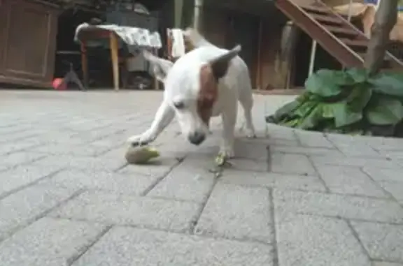 Собаки потеряшки, Кисловодск, фото: Потеряшка собака, Главная 32, Кисловодск