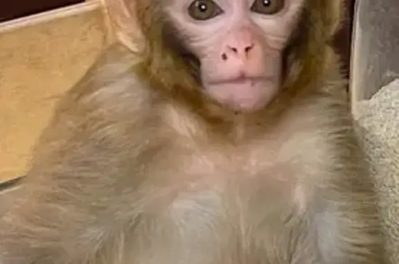 Пропала собака Рей в Московской области - photo