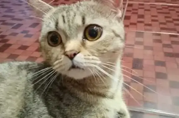 Кошки потеряшки, городской округ Новочеркасск, фото: Потеряшка кошка, Михайловская ул., 55