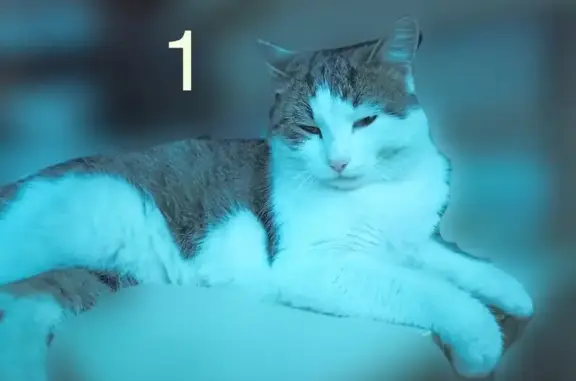 Кошки потеряшки, Павловск, фото: Потеряшкаи коты, ул. Толстого, Павловск