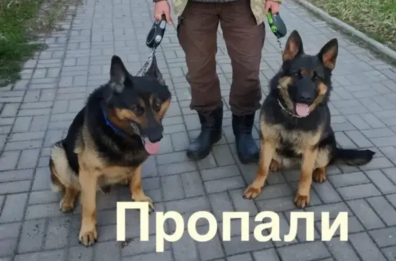 Собаки потеряшки, , фото: Потеряшка собака, СНТ Малина, Сертолово