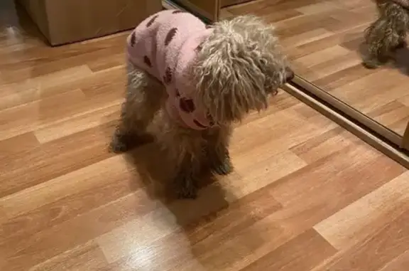 Найдена собака, Москва, фото: Найдена собака, Измайловский пр., 91А