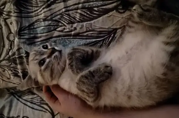 Найдена кошка, Ишим, фото: Найдена кошка, ул. 8 Марта, 25, Ишим