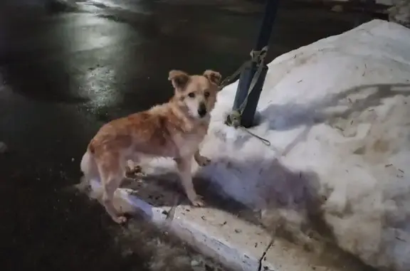 Собаки потеряшки, , фото: Потеряшка собака, ул. Кирова, Ижевск