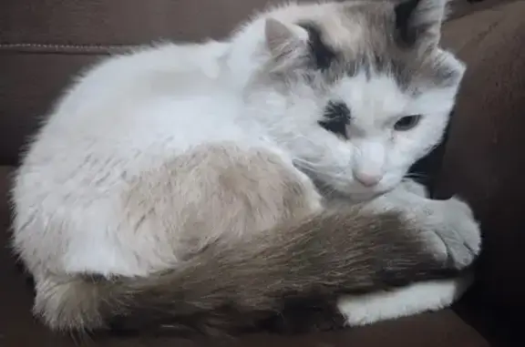 Кошки потеряшки, Иркутск, фото: Потеряшка кошка, Альпийская ул. 15, Иркутск