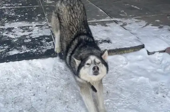 Собака найдена в Некрасово, Самылинка